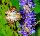DSC_6643_001.JPG