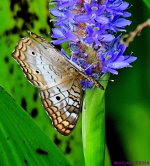 DSC_6648_001.JPG