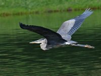 BlueHeron2.jpg