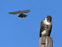Hawk21.jpg