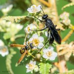 Wasps-79.jpg
