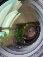 Lens Fungus.jpg