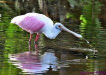 DSC_6655_001.JPG