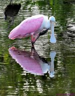 DSC_6689_001.JPG