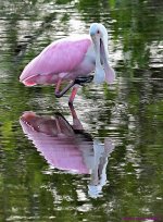 DSC_6691_001.JPG