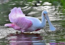DSC_6694_001.JPG