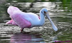 DSC_6697_001.JPG