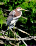 DSC_6698_001.JPG