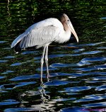 DSC_6719_001.JPG