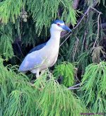 DSC_6771_001.JPG