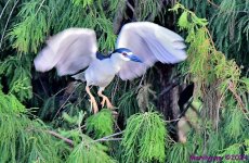 DSC_6774_001.JPG