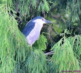 DSC_6754_001.JPG