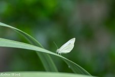 RD5_3923-Edit.jpg