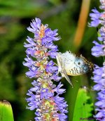 DSC_6844_001.JPG