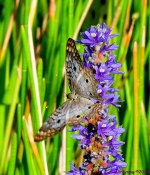 DSC_6853_001.JPG