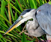 DSC_6885_001.JPG