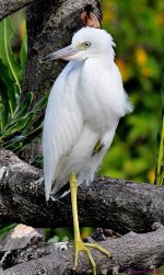 DSC_6907_001.JPG
