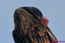 DSC_6933_001.JPG