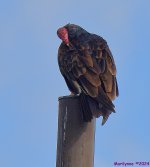 DSC_6942_001.JPG