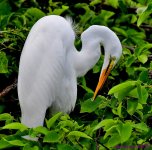 DSC_6948_001.JPG