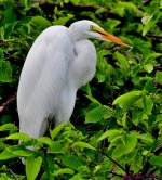 DSC_6949_001.JPG