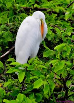 DSC_6953_001.JPG
