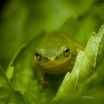 _DSC7248-SharpenAI-Focus-3.jpg