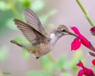 BCHummerFlower-79.jpg