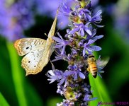 DSC_6981_001.JPG