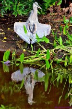 DSC_7009_001.JPG