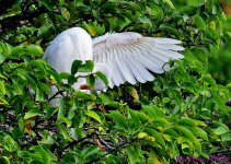 DSC_7104_001.JPG