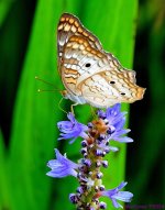 DSC_7119_001.JPG