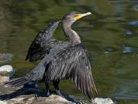 Cormorant6.jpg