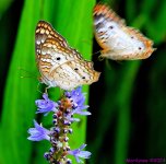 DSC_7120_001.JPG