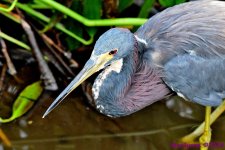 DSC_7139_001.JPG