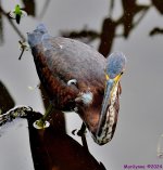 DSC_7134_001.JPG