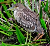 DSC_7164_001.JPG