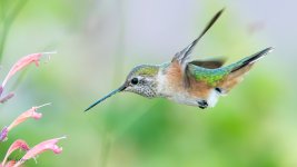 HummerFlower-80.jpg