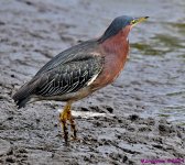 DSC_7168_001.JPG