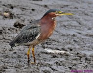 DSC_7173_001.JPG