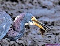 DSC_7253_001.JPG