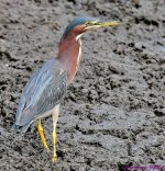 DSC_7256_001.JPG