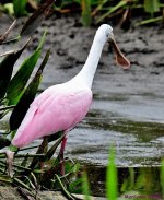 DSC_7264_001.JPG