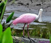 DSC_7267_001.JPG
