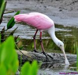 DSC_7270_001.JPG