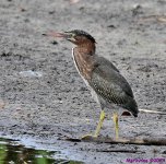 DSC_7335_001.JPG
