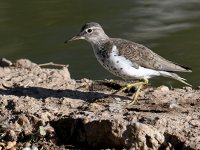 Sandpiper9.jpg