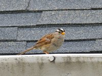 500_0003R_LSh_cr.jpg