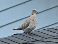 500_0023R_cr.jpg