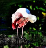 DSC_7389_001.JPG